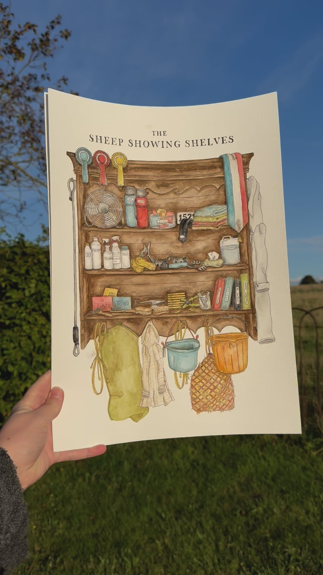 The Sheep Showing Shelves Print